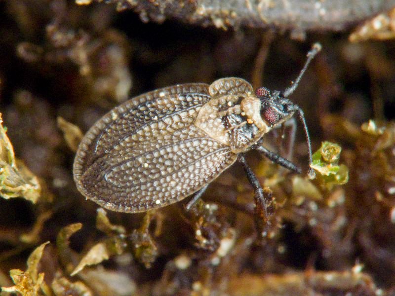 Acalypta marginata (Wolff, 1804)